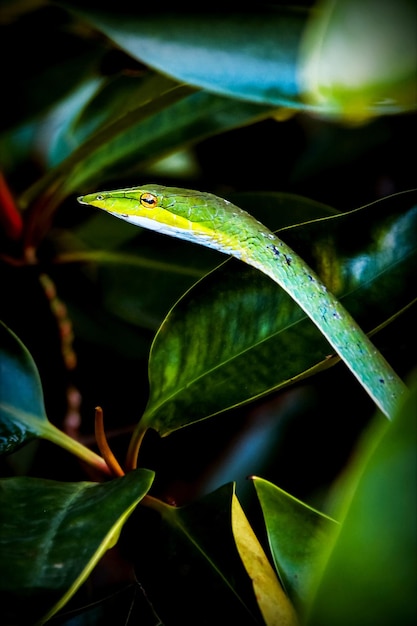 Zielony Wąż Jest Zamaskowany W Namorzynach Sri Lanka Bentota