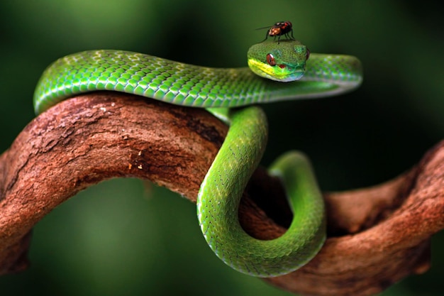 Zdjęcie zielony wąż z czerwonym nosem siedzi na gałęzi.