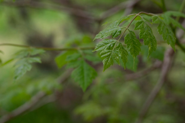 Zielony Wiosenny Liść Gałęzi Koelreuteria Paniculata Ze świeżym Podstree Liści