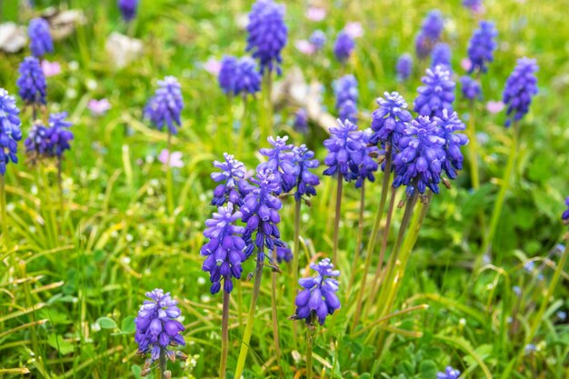 Zielony wiosenny ogród z dużo purpurowymi kwiatami i zieloną trawą Lawenda