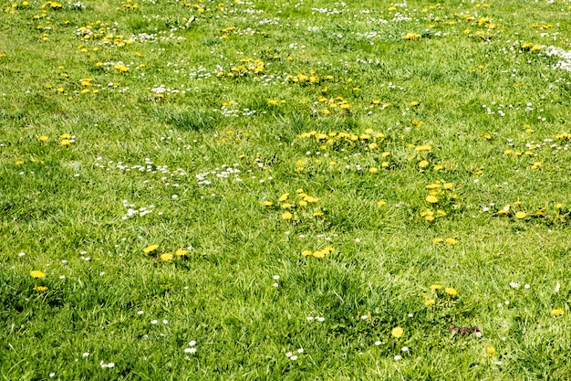 Zielony wiosenny trawnik z kwiatami mniszka lekarskiego i stokrotkami