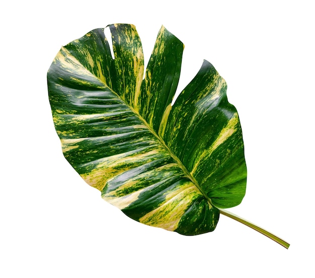 zielony wzór liści Epipremnum aureum izolowany na białym tle liść egzotyczny tropikalnywłącza ścieżkę wycinaniawiedź złoty pothoswłącza szlak wycinania