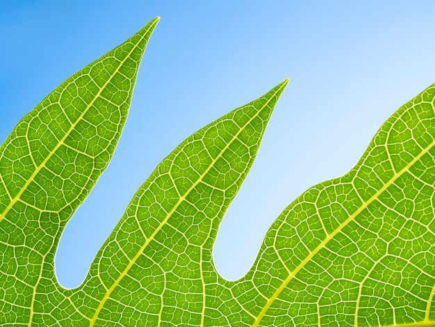 Zdjęcie zielony wzór liścia