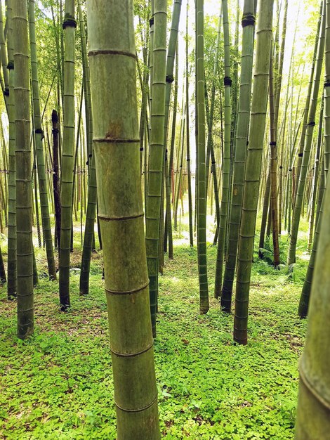 Zielony wzrost w tle lasu bambusowego