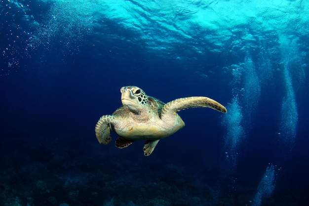 Zielony żółw. Życie morskie wyspy Apo, Filipiny