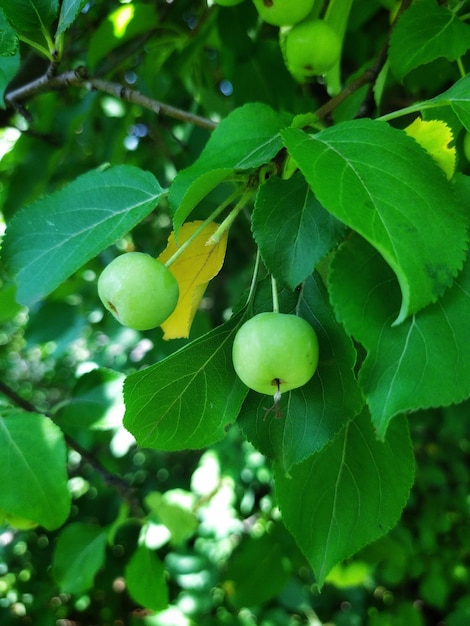 zielonych jabłek