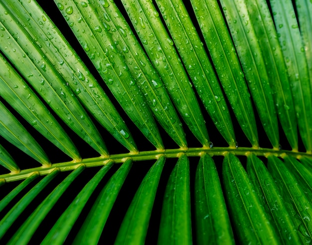 Zielonych tropikalnych liści żółta palma z wody kroplą odizolowywającą na czarnym tle