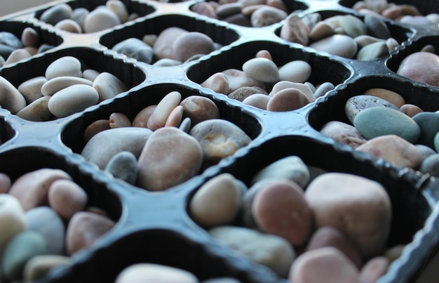 Zdjęcie ziemia kamienna dla roślin egzotycznych w komórkach tacki do sadzonek