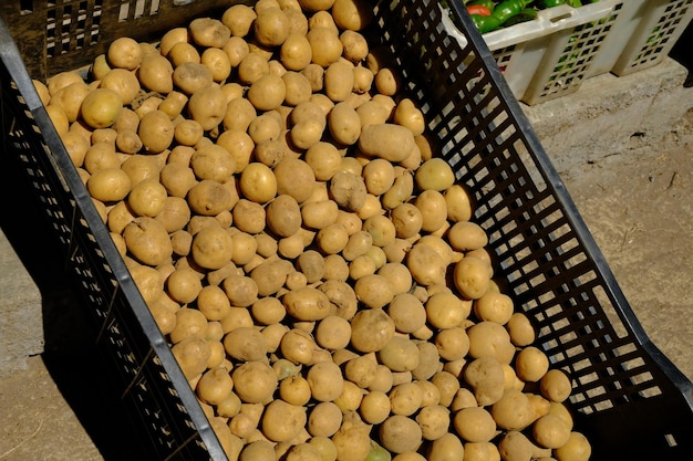 Ziemniak Jest Skrobiową Bulwą Rośliny Solanum Tuberosum I Jest Warzywem Korzeniowym. Solanum Tuberosum