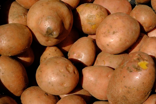 ziemniak jest skrobiową bulwą rośliny Solanum tuberosum i jest warzywem korzeniowym. Solanum tuberosum