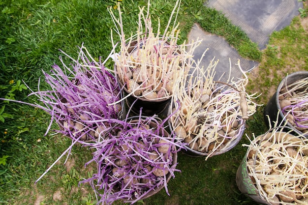 Ziemniaki przed sadzeniem. Sadzonki ziemniaków w metalowych wiadrach na podwórku gospodarczym przygotowane do sadzenia w przydomowym ogródku.