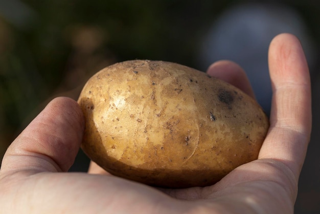 Ziemniaki w ręku