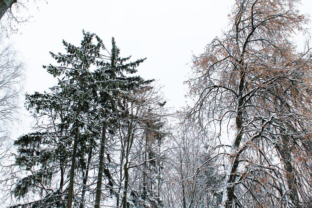 Zima Boże Narodzenie i Nowy Rok Piękne korony drzew pudrowane śniegiem Zimowy krajobraz