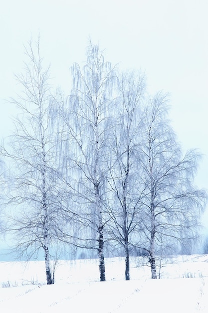 zima gałęzie ponury dzień śnieg tło tekstura grudzień natura opady śniegu w lesie