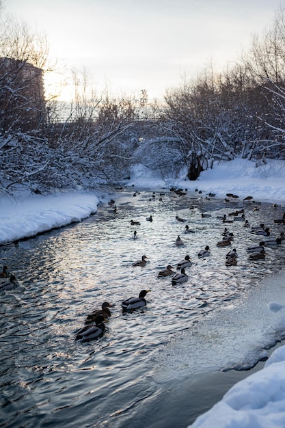 Zimą kaczki pływają w rzece w parku miejskim. Migracja ptaków. Kaczki i gołębie