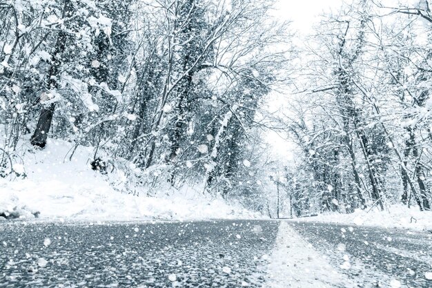 Zima leśna droga śniegowa. Leśna droga zima śnieg widok.