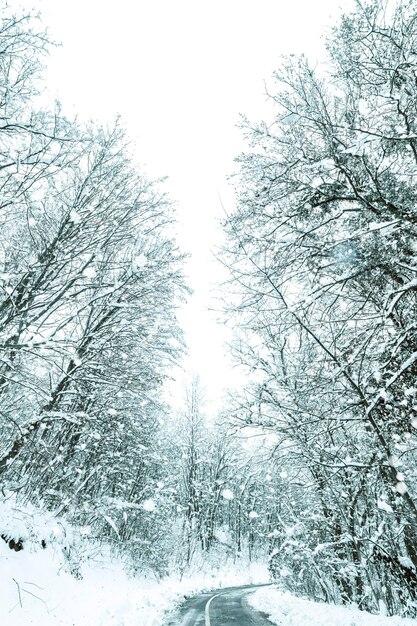 Zima leśna droga śniegowa. Leśna droga zima śnieg widok.
