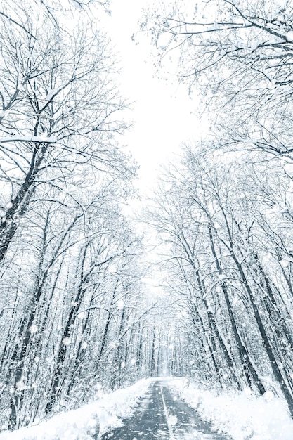 Zima leśna droga śniegowa. Leśna droga zima śnieg widok.