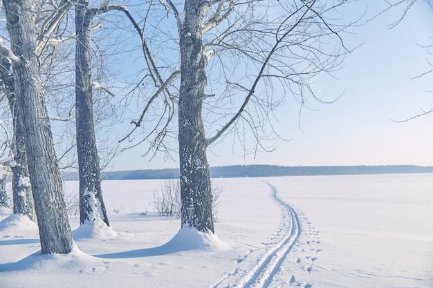 Zima mroźny las z zamarzniętymi drzewami