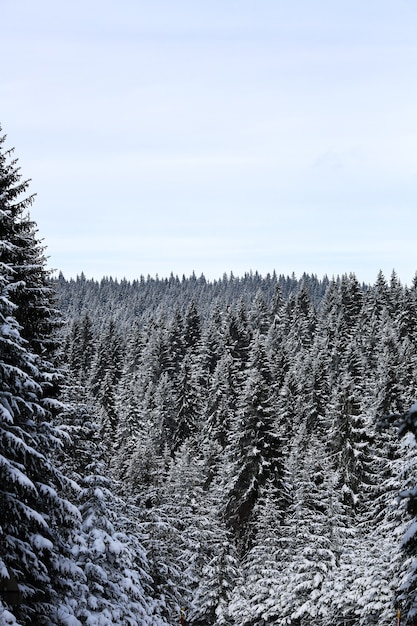 Zima na górach i sosnach pod śniegiem