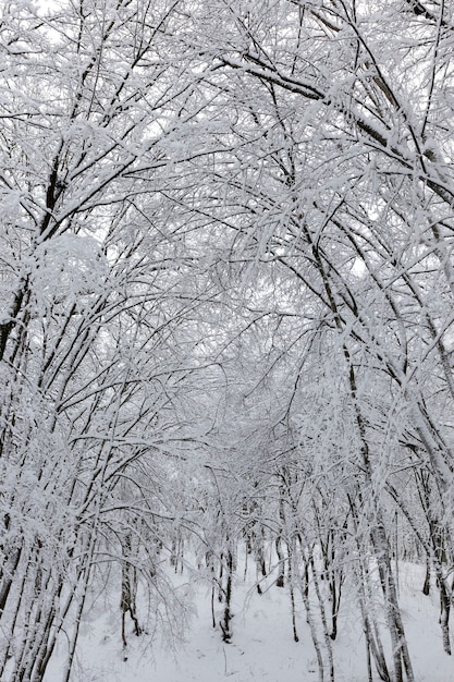 Zimą nagie drzewa liściaste na śniegu