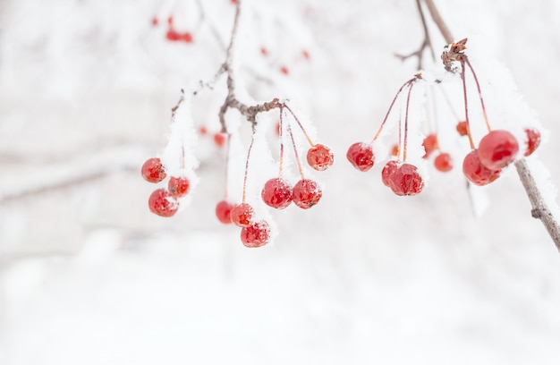 Zima Ośnieżona gałąź dzikiej jabłoni z małymi czerwonymi mrożonymi płodami i kopią.