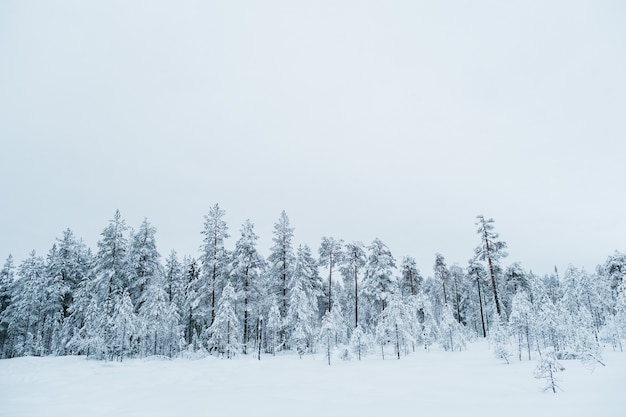 Zima piękny krajobraz z drzewami porośniętymi szronem