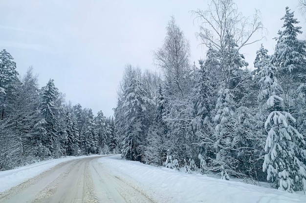 Zima Pierwszy śnieg na gałęziach krzewów i drzew