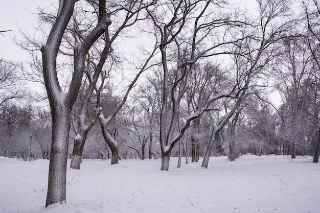 Zima. Plac Karamzina Uljanowsk