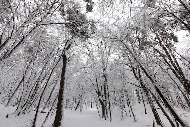 Zimą pokryte śniegiem drzewa