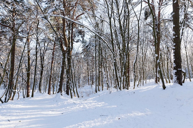 Zimą pokryte śniegiem drzewa