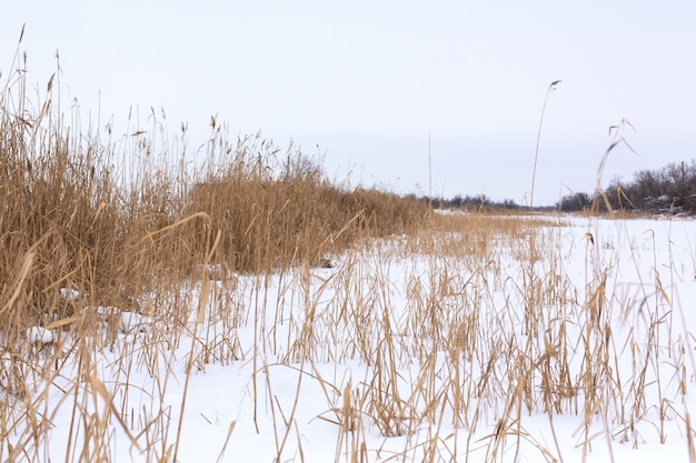 Zima, pole z suchą trawą pokrytą białym śniegiem