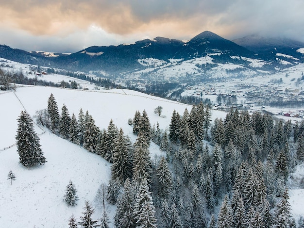 Zima w Karpatach Góry i świerki pokryte są śniegiem