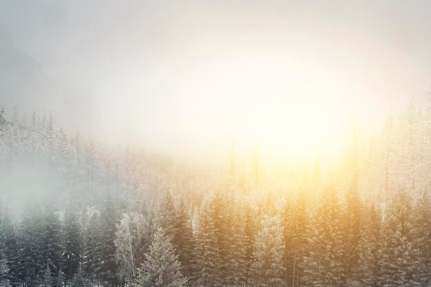 Zima w lesie - biały krajobraz