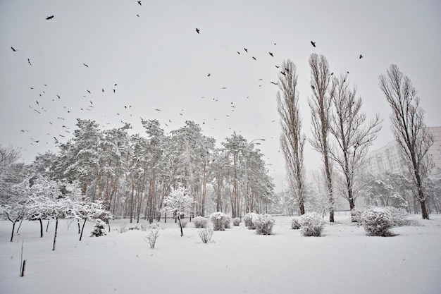 Zima w lesie Śnieg Ośnieżony las sosnowy na śniegu piękny zimowy krajobraz