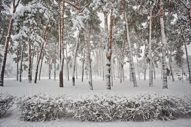 Zima w lesie Śnieg Ośnieżony las sosnowy na śniegu piękny zimowy krajobraz