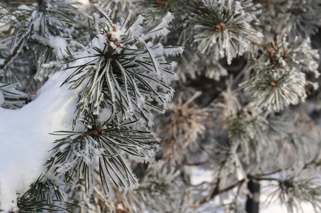 zimą w polskich Tatrach śpiąca przyroda i drzewa pokryte skorupą śniegu i lodu
