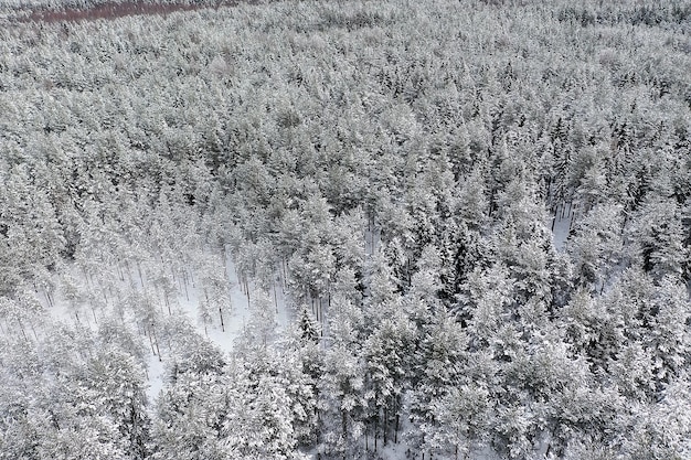 zima w sosnowym krajobrazie lasu, drzewa pokryte śniegiem, styczeń w gęstym lesie sezonowy widok