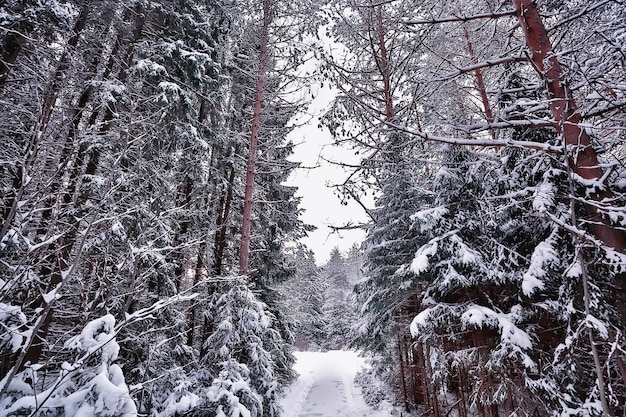 zima w sosnowym krajobrazie lasu, drzewa pokryte śniegiem, styczeń w gęstym lesie sezonowy widok