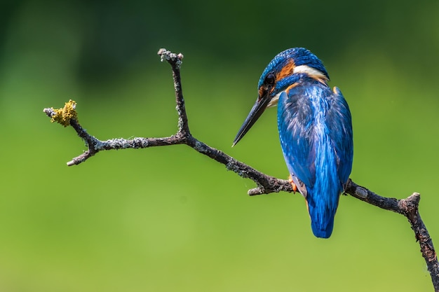 Zdjęcie zimorodek alcedo atthis