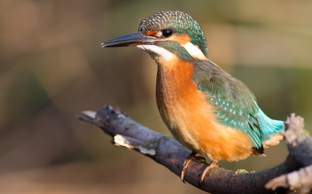 Zimorodek Alcedo Młody ptak siedzi na gałęzi nad rzeką