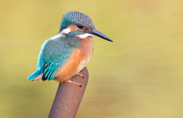 Zimorodek, Alcedo. Zimorodek siedzący na ożywieniu. Ptak szuka ryby