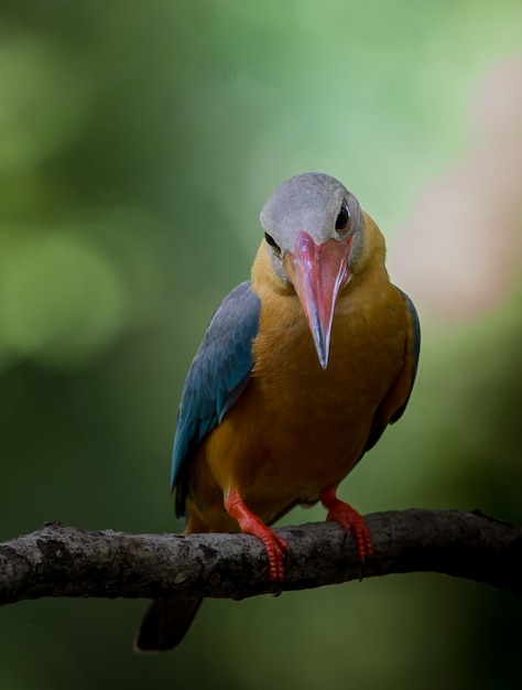 Zimorodek bocianowy Pelargopsis capensis Linnaeus 1766 na drzewie brunchowym