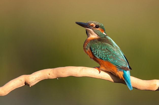 Zimorodek Zwyczajny Alcedo Atthis Siedzący W Naturze