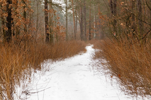 Zimowa droga przez las pokryty śniegiem