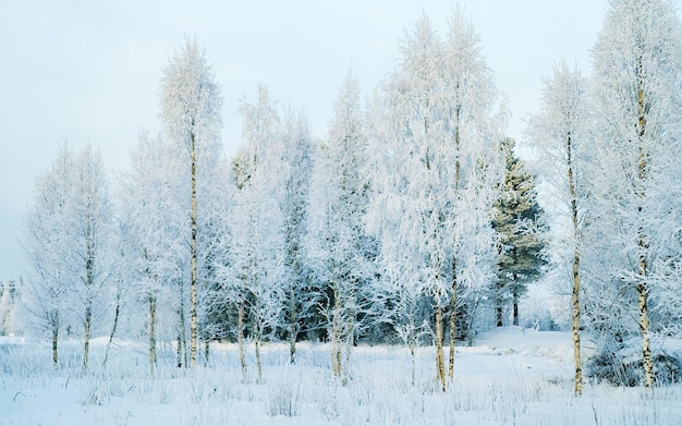Zimowa droga ze śniegiem w Finlandii. Krajobraz Laponii w Europie. Las wzdłuż autostrady podczas jazdy. Śnieżna wycieczka. Zimny podjazd. Jazda fińską autostradą na północy wsi Rovaniemi. Zobacz z drzewem