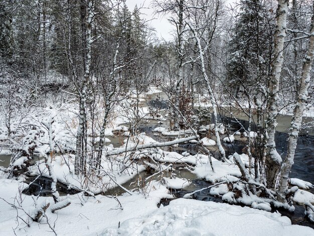 Zimowa górska rzeka w Karelii przepływa przez las. Siła dzikiej, majestatycznej przyrody.