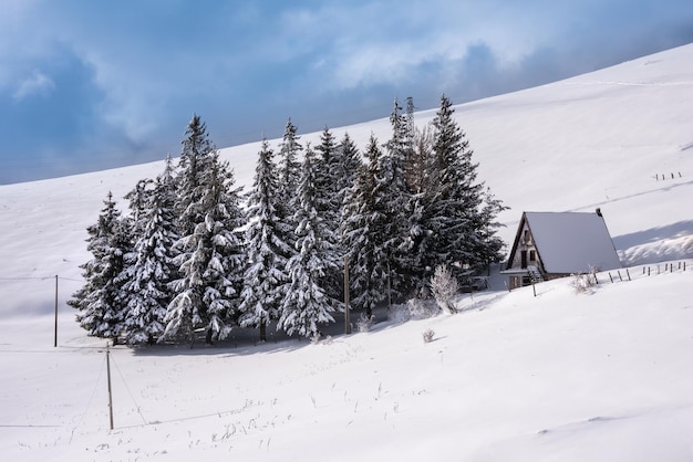 Zimowa grupa krajobrazowa drzew i dom pokryty śniegiem