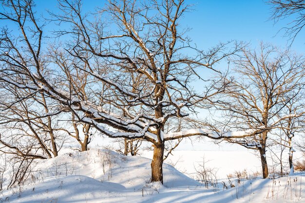 Zimowa kraina czarów z pięknym śniegiem i samotnym drzewem piękny naturalny krajobraz
