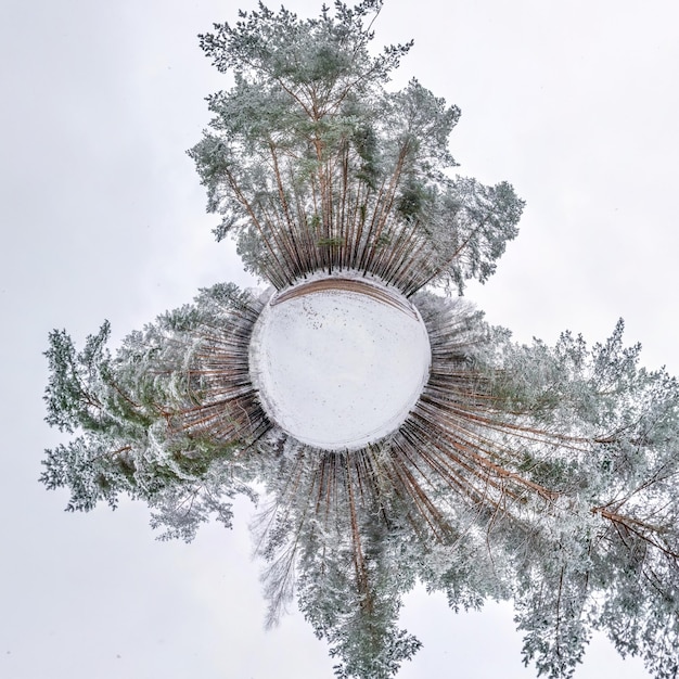 Zimowa maleńka planeta w pokrytym śniegiem lesie sosnowym transformacja sferycznej panoramy 360 stopni Sferyczny abstrakcyjny widok z lotu ptaka w lesie Krzywizna przestrzeni